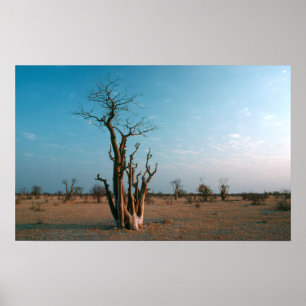 African Moringo Tree on Schlicht, Etosha National Poster