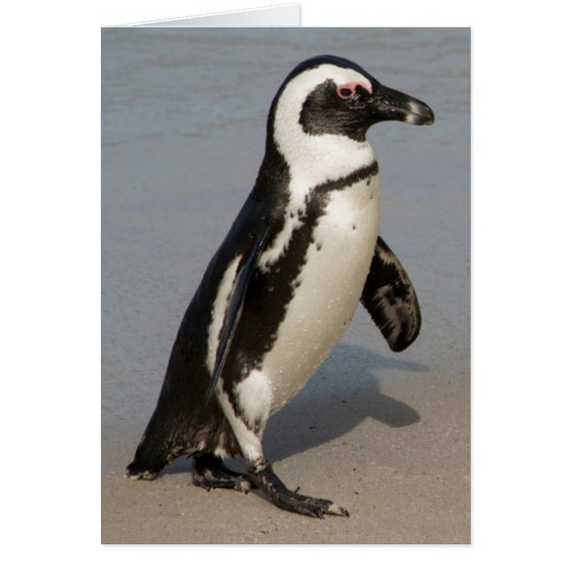 African Penguin Walking (Vorne)