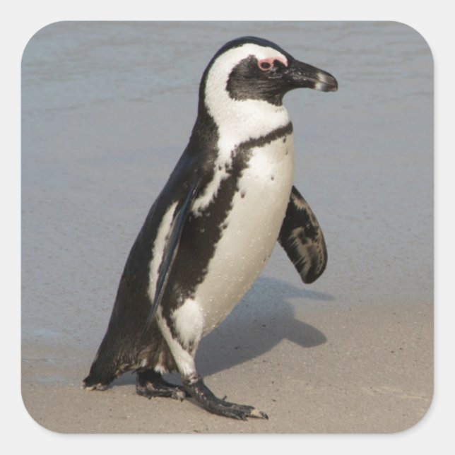 African Penguin Walking Quadratischer Aufkleber (Vorderseite)