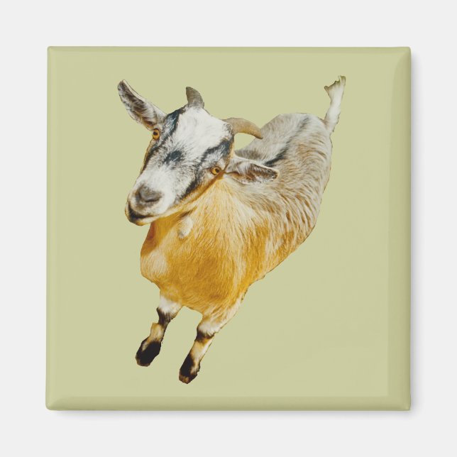 African Pygmy Goat Magnet (Vorne)