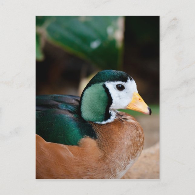 African Pygmy Goose Postkarte (Vorderseite)