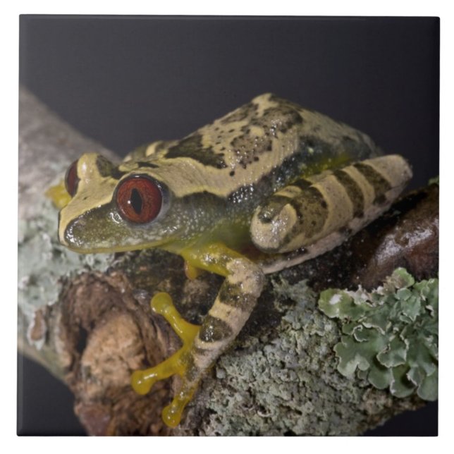 African Red Eye Treefrog, Leptopelis Fliese (Vorderseite)