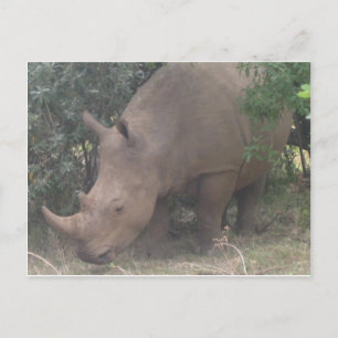African Rhino Postkarte