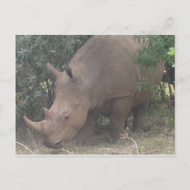 African Rhino Postkarte (Vorderseite)