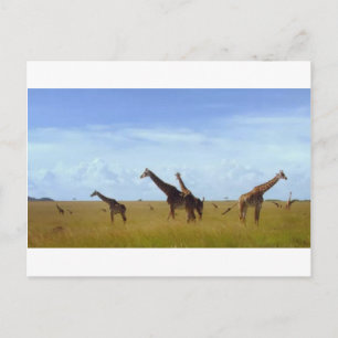 African Safari Giraffes Postkarte