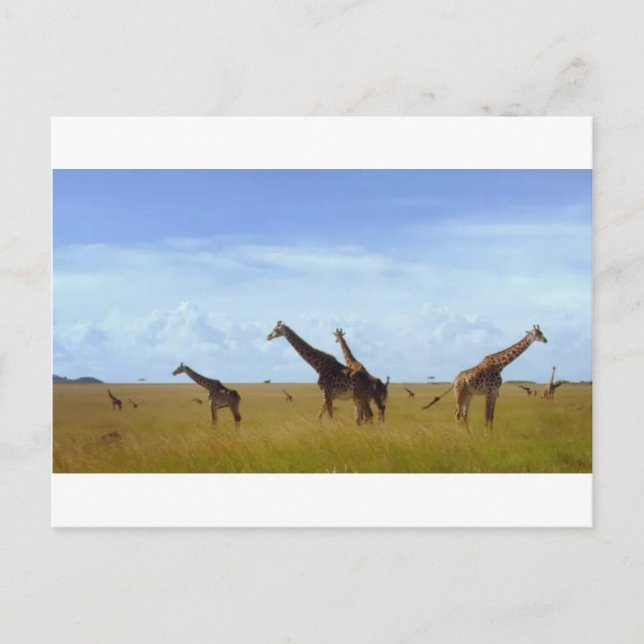 African Safari Giraffes Postkarte (Vorderseite)