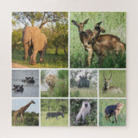 African Safari