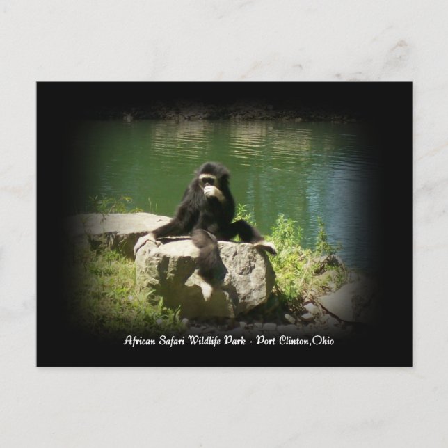 African Safari Wildlife Ohio Postcard Postkarte (Vorderseite)