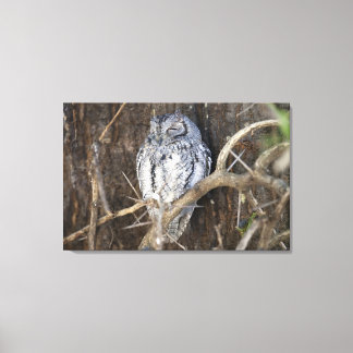 African Scops-Owl, Krüger National Park, South Leinwanddruck