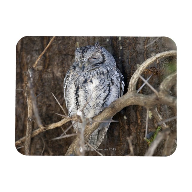 African Scops-Owl, Krüger National Park, South Magnet (Horizontal)