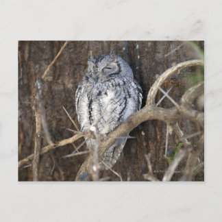 African Scops-Owl, Krüger National Park, South Postkarte