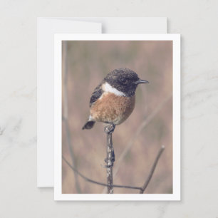 African Stonechat Bird Postkarte