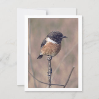 African Stonechat Bird Postkarte
