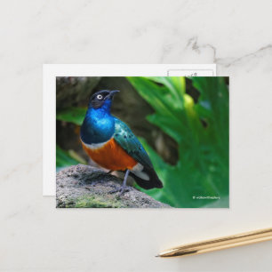 African Superb Starling Songbird Postkarte