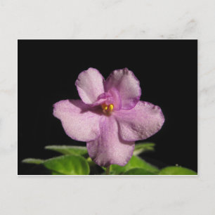 African Violet Flower Postkarte