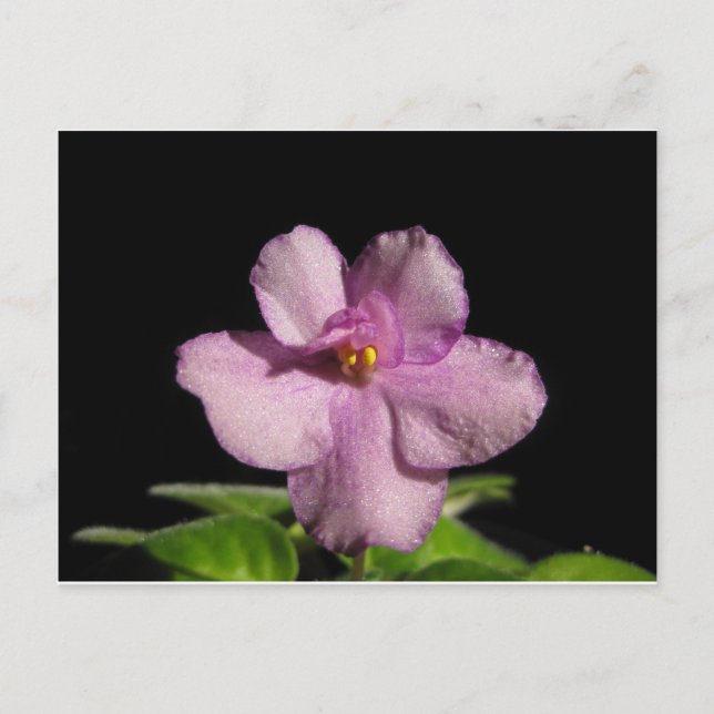 African Violet Flower Postkarte (Vorderseite)