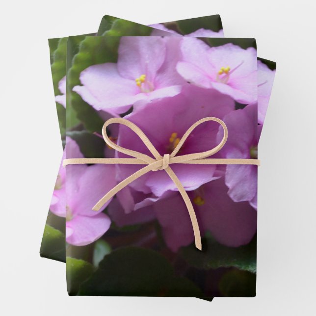 African Violet Saintpaulia - Rosa Blume Geschenkpapier Set (Beispiel)