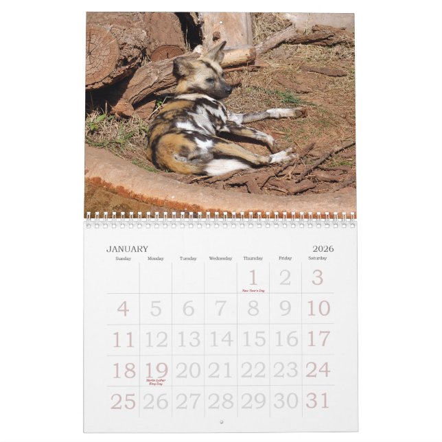 african-wild-dog-012, afrikanischer wilder Hund Kalender (Jan 2026)
