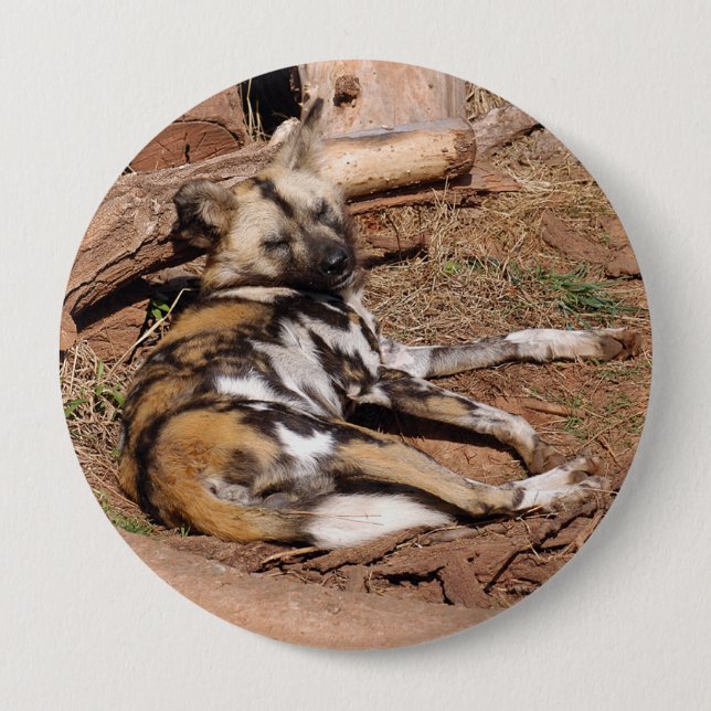 african-wild-dog-018 button (Vorderseite)