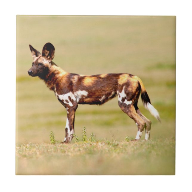 African Wild Dog (Lycaon Pictus) Standing Fliese (Vorderseite)