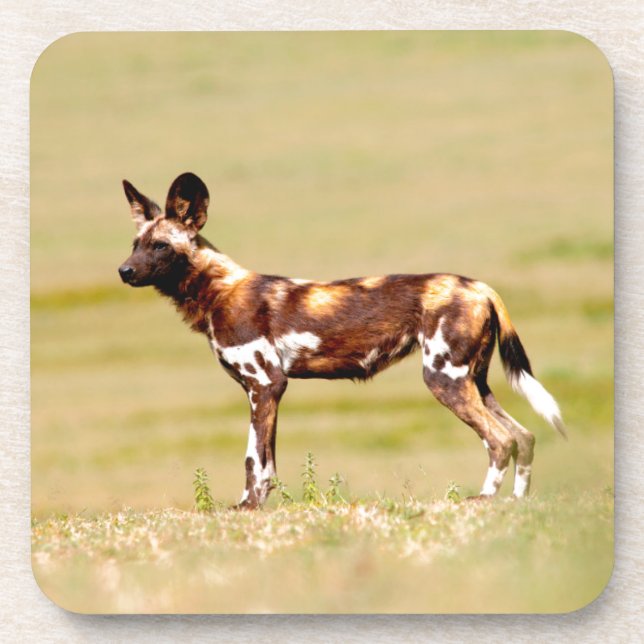 African Wild Dog (Lycaon Pictus) Standing Untersetzer (Vorderseite)
