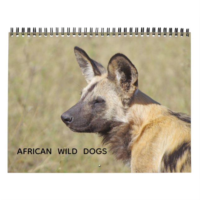 AFRICAN WILD DOGS KALENDER (Titelbild)