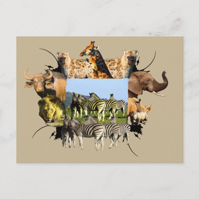 African Wildlife Frame Blue Sky Zebra Postkarte (Vorderseite)