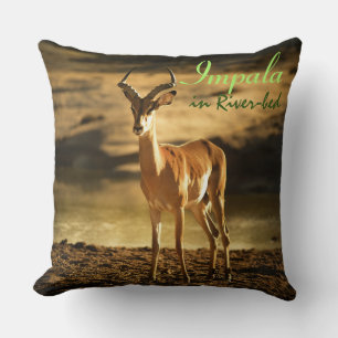 African Wildlife Impala im Flussbett Kissen