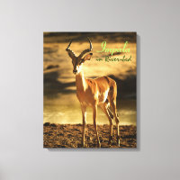 African Wildlife Impala im Flussbett