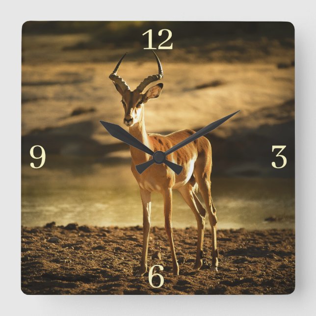 African Wildlife Impala im Flussbett Quadratische Wanduhr (Vorderseite)