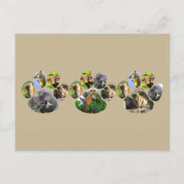 African Wildlife Lion Pawprint Triple Collage Postkarte