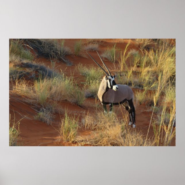 African Wildlife Oryx Antelope Sand Dune Savannah Poster (Vorne)