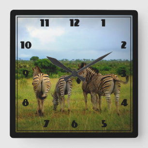 African Zebras in a Natural Setting Quadratische Wanduhr