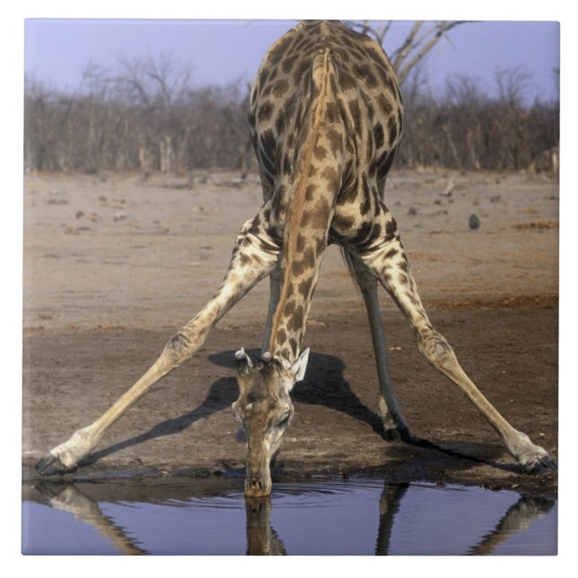 Afrika, Botsuana, Chobe National Park, Giraffe Fliese (Vorderseite)