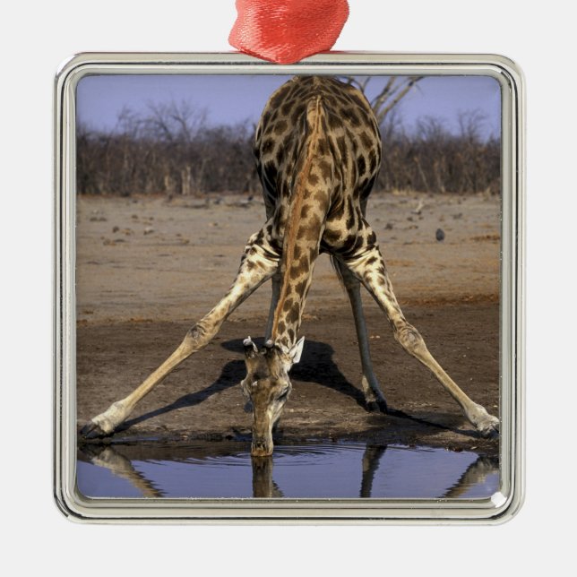 Afrika, Botsuana, Chobe National Park, Giraffe Silbernes Ornament (Vorne)