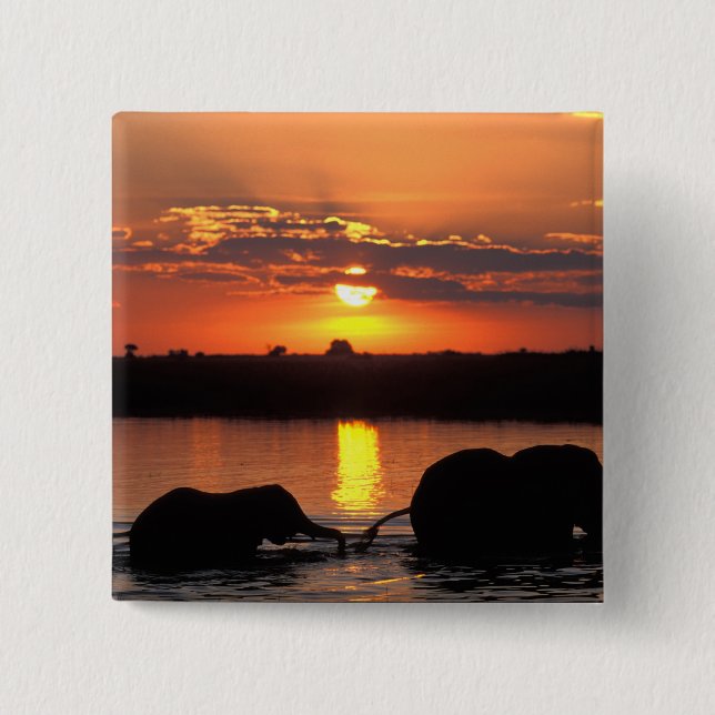 Afrika, Botsuana, Chobe National Park, Herde Button (Vorderseite)