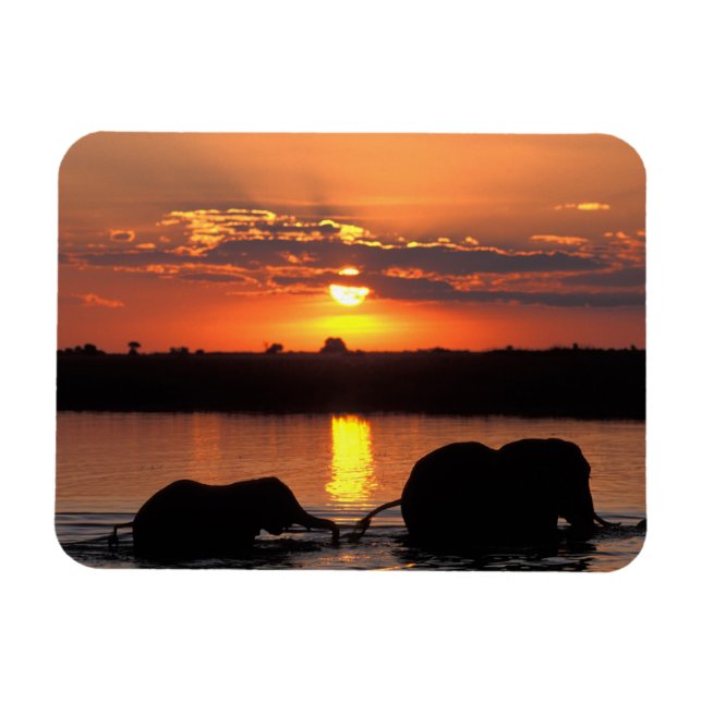 Afrika, Botsuana, Chobe National Park, Herde Magnet (Horizontal)