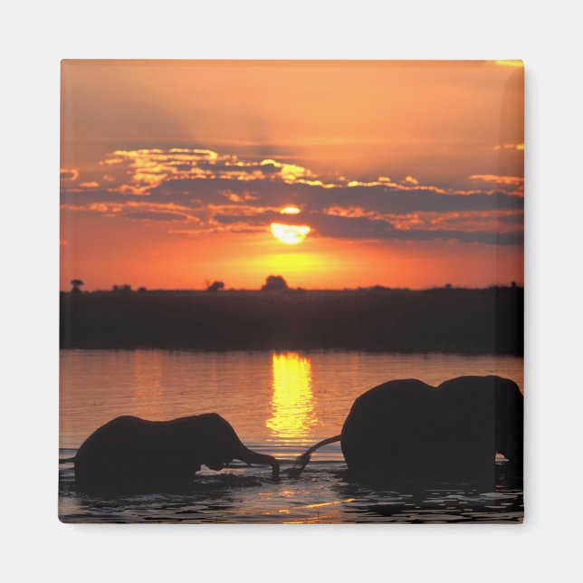 Afrika, Botsuana, Chobe National Park, Herde Magnet (Vorne)