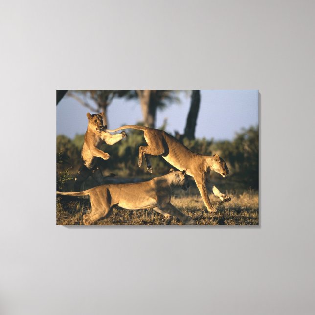 Afrika, Botsuana, Chobe National Park, Lionesses Leinwanddruck (Vorderseite)