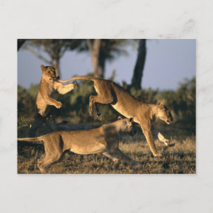 Afrika, Botsuana, Chobe National Park, Lionesses Postkarte
