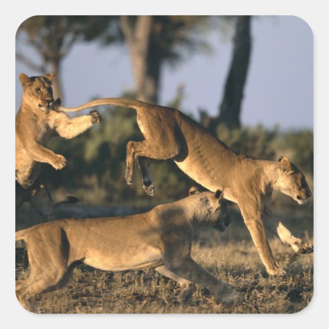 Afrika, Botsuana, Chobe National Park, Lionesses Quadratischer Aufkleber (Vorderseite)