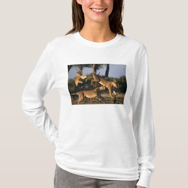 Afrika, Botsuana, Chobe National Park, Lionesses T-Shirt (Vorderseite)
