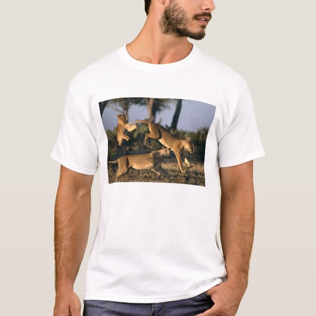Afrika, Botsuana, Chobe National Park, Lionesses T-Shirt (Vorderseite)