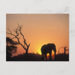 Afrika, Botsuana, Chobe National Park, Setting Postkarte