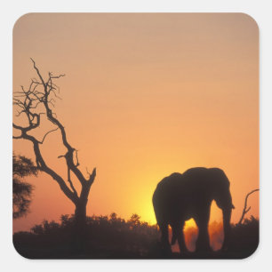Afrika, Botsuana, Chobe-Nationalpark, Einstellung Quadratischer Aufkleber