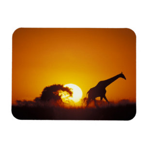 Afrika, Botsuana, Chobe-Nationalpark, Giraffe 2 Magnet