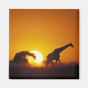 Afrika, Botsuana, Chobe-Nationalpark, Giraffe 2 Magnet