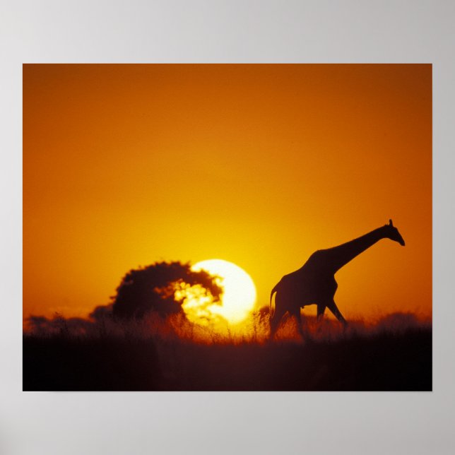 Afrika, Botsuana, Chobe-Nationalpark, Giraffe 2 Poster (Vorne)