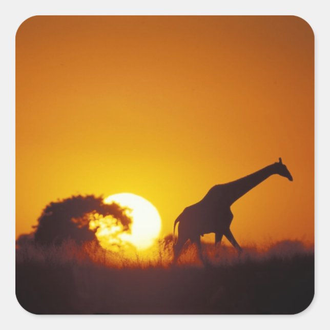Afrika, Botsuana, Chobe-Nationalpark, Giraffe 2 Quadratischer Aufkleber (Vorderseite)