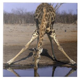 Afrika, Botsuana, Chobe-Nationalpark, Giraffe Fliese